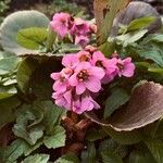 Bergenia crassifoliaKvět