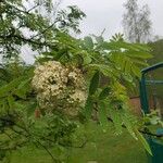 Sorbus aucupariaFlor