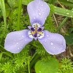 Herbertia lahue Flower