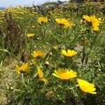 Glebionis coronariaFlower