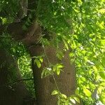 Gleditsia sinensis Blad