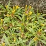 Pectis prostrata Hoja