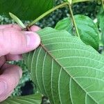 Mitragyna speciosa Hoja