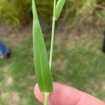 Urochloa trichopus Leaf