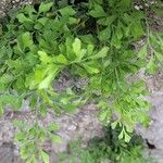 Asplenium ruta-muraria Leaf