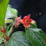 Cotoneaster acuminatus عادت