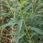 Epilobium angustifolium পাতা