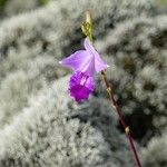 Arundina graminifolia Flower