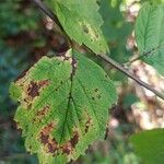 Holodiscus discolor Leaf