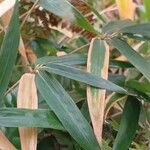 Pleioblastus viridistriatus Leaf