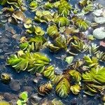 Salvinia biloba Hábito