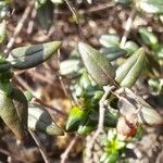 Helianthemum marifolium Leaf