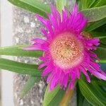 Carpobrotus acinaciformisപുഷ്പം