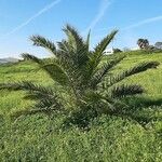 Phoenix canariensis Vekstform