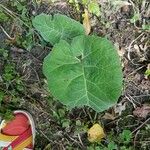 Arctium nemorosumLeaf