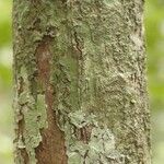Eschweilera congestiflora Corteza