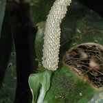 Anthurium bakeri Fruit