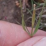 Centaurium tenuiflorum Лист