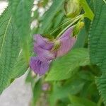 Impatiens arguta Flor