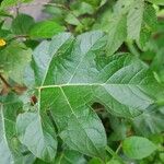 Solanum capsicoides Folha