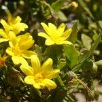 Chrysanthemoides monilifera Kukka