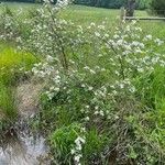 Rubus pensilvanicus ᱵᱟᱦᱟ