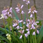 Hyacinthoides hispanica Habitatea