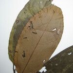 Matisia ochrocalyx Diğer