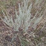 Artemisia frigida Blatt