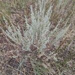 Artemisia frigida 葉