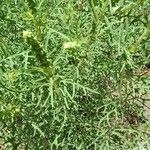 Ambrosia tenuifolia Hoja