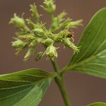 Strychnos spinosa Blüte