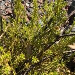 Baccharis boliviensis Ліст