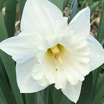 Narcissus triandrus Blüte