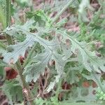 Senecio viscosus Leaf