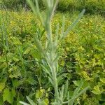 Centaurea stoebe Levél