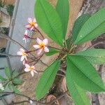 Plumeria rubraKwiat