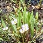 Baldellia ranunculoides Fiore