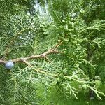 Juniperus semiglobosa Leaf