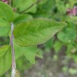 Syringa pubescens Blad