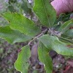 Metrosideros nitida Habit