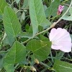 Convolvulus arvensis Blatt