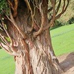 Sequoiadendron giganteum Kůra