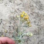 Helichrysum arenarium Kukka