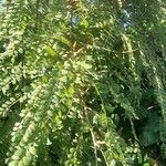 Sophora microphylla Hoja