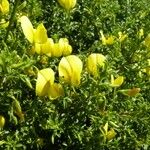 Ononis ramosissima Λουλούδι
