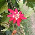 Passiflora vitifoliaЦвят