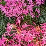 Nerine undulata Flower