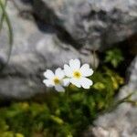 Androsace lactea Λουλούδι