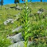 Lilium carniolicum Habitus